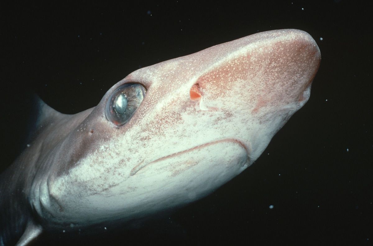 (学名: i>triakis scyllium /i>)是皱唇鲨科,皱唇鲨属的一种鲨鱼