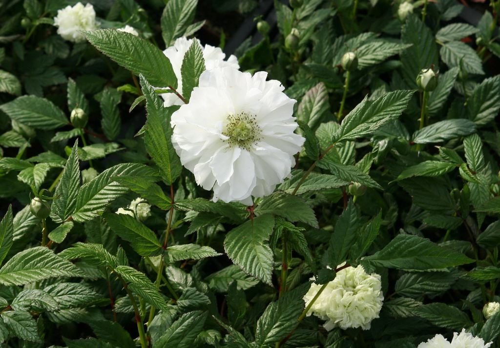 开花的植物,接下来我带你了解一下荼靡花的花语和传说白色荼靡花语