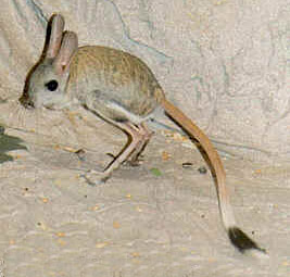  p>五趾跳鼠(学名: i>allactaga sibirica /i>),是跳鼠科,五趾跳鼠属