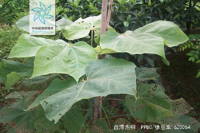 paulowniakawakamii leo.