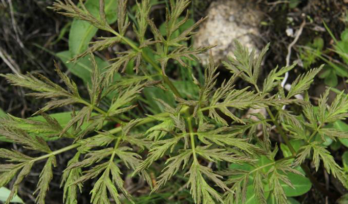  p>羌活属(学名:notopterygium)是伞形科下的一个属,为多年生草本植物