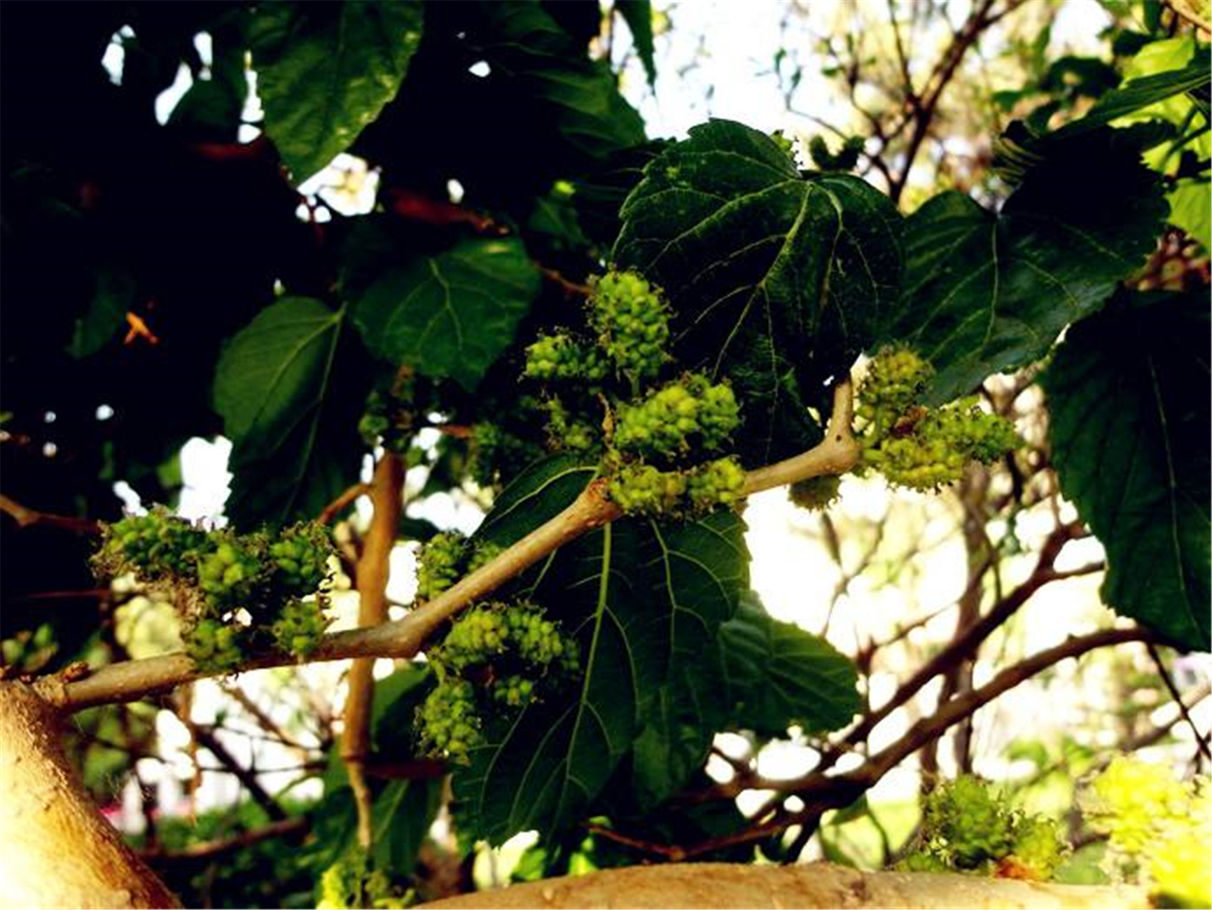 cg9izb9">龙爪桑(morus alba tortuosa)是桑科,桑属桑树的栽培变种