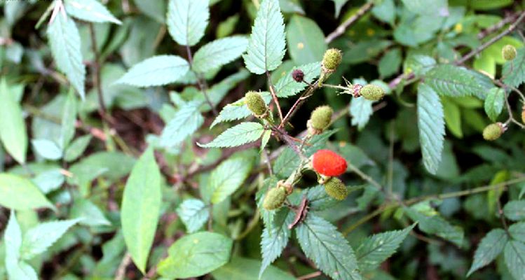  p>红腺悬钩子(学名: i>rubus sumatranus /i> miq.