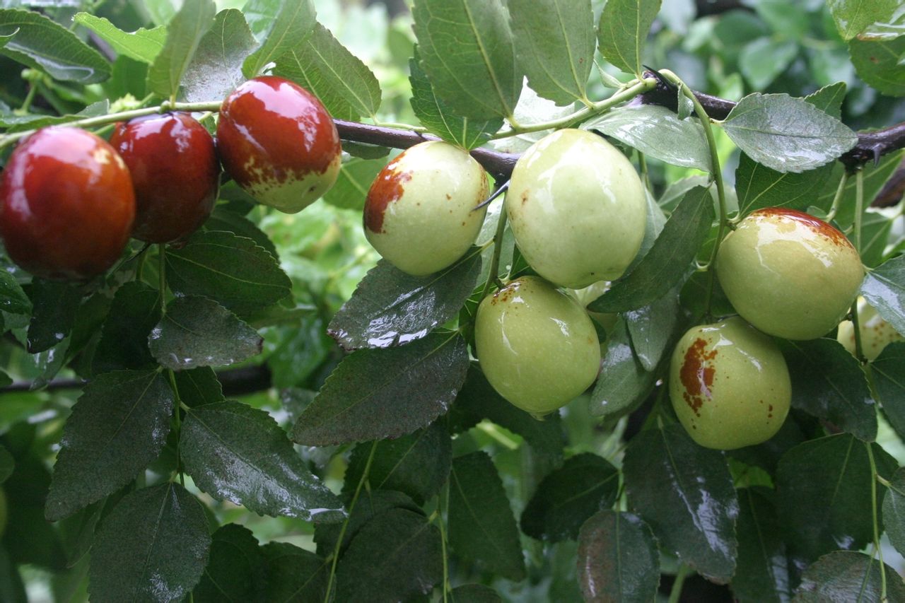  p>冬枣又名冻枣,雁来红,苹果枣,冰糖枣,是目前公认的鲜食优质栽培