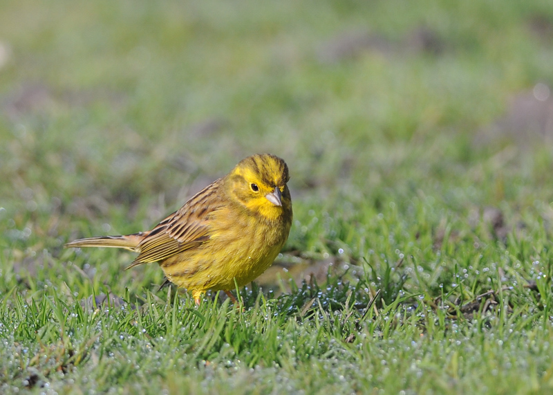  p>黄鹀(学名: i>emberiza citrinella /i>):属小型 a href="#">鸣禽 