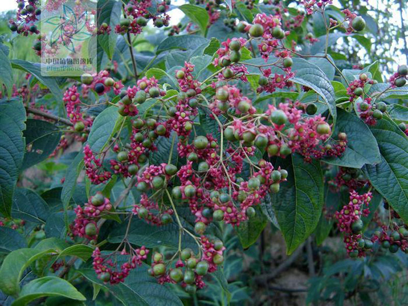  p>地骨皮,别名枸杞皮,为 a target="_blank" href="/item/茄科