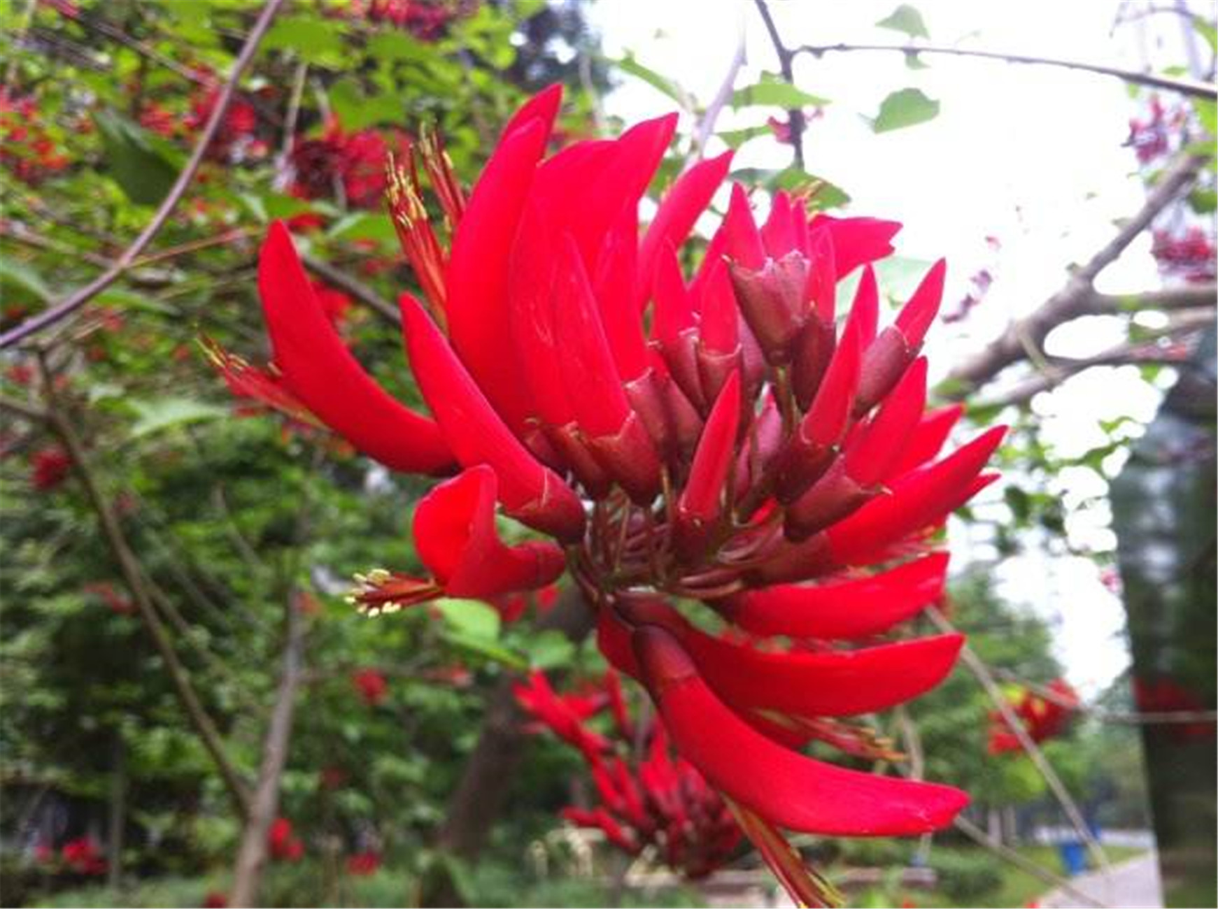  p>龙牙花(学名: i>erythrina corallodendron /i>  l.