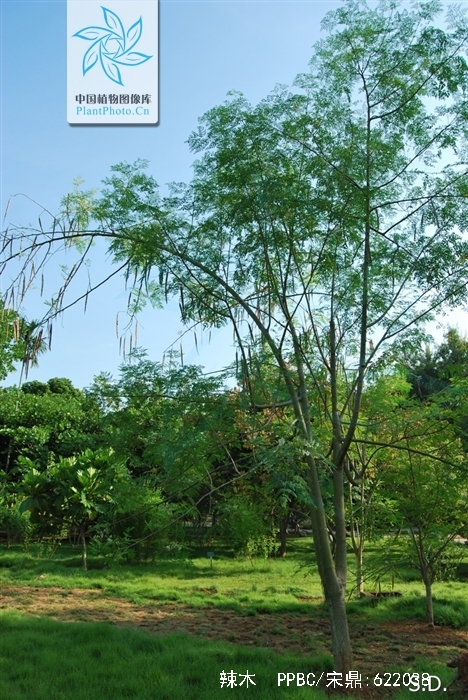 是辣木科辣木属植物,乔木,高3-12米;树皮软木质;枝有明显的皮孔及