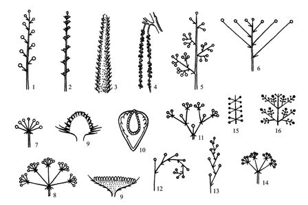 花序/1381367" data-lemmaid="1381367">无限花序 /a>,花序轴不分枝