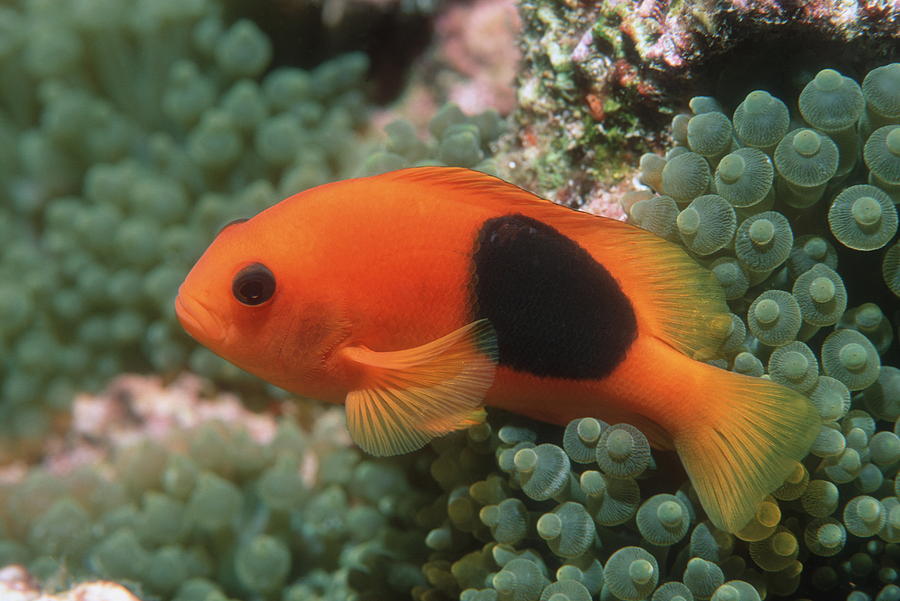  p>印度红小丑, i> b>amphiprion ephippium(bloch,1790) /b> /i>, a