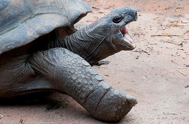 galapagos giant tortoise