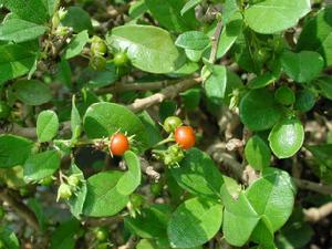  p>厚壳树,学名:ehretia thyrsiflora(sieb. et zucc.
