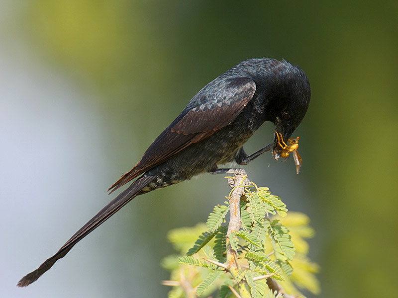 黑卷尾台湾亚种