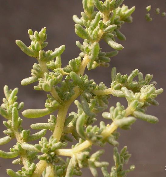  p>白茎盐生草(学名: i>halogeton arachnoideus /i> moq.