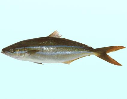 y et gaimard, 1825), a target="_blank" href="/item/鲹科/7639205"