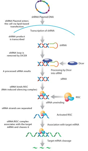 shRNA_百度百科