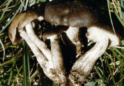 平展,灰褐色至焦茶色,湿时表面粘,干后稍呈纤维状,后展形,菌褶淡灰色