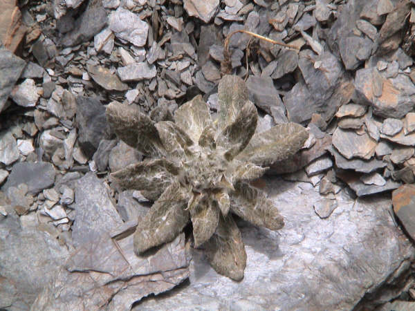  p>岩莲是开在岩石上的 a target="_blank" hre