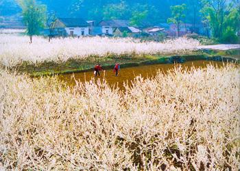  p>三都镇,江西省修水县下辖镇.