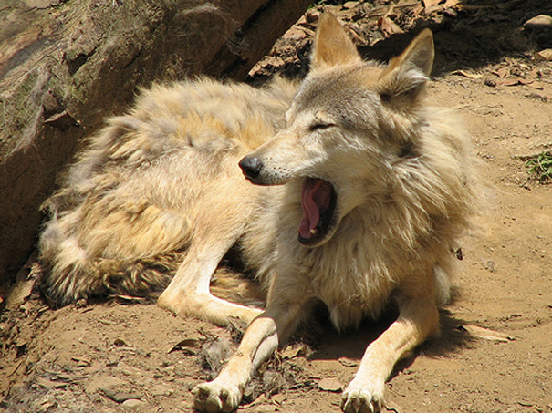  /i> laniger),是 a target="_blank" href="/item/灰狼/9780069"