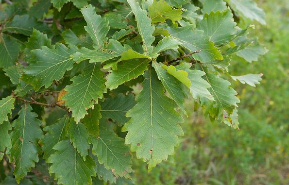  p>蒙古栎(学名: i>quercus mongolica /i> fisch.