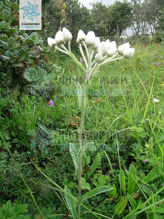 尼泊尔香青伞房变种