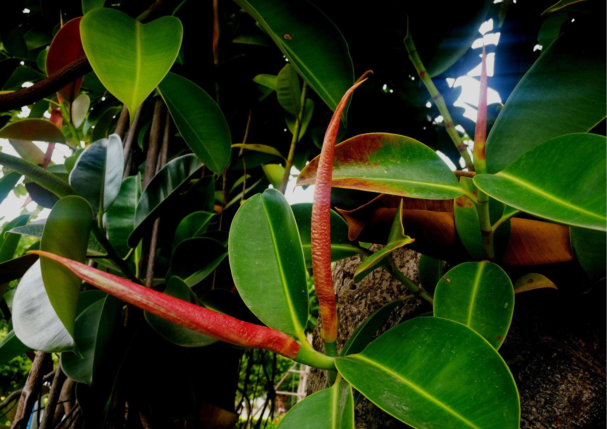 ficus elastica roxb. ex hornem.