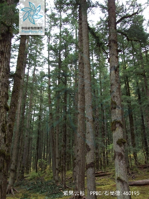 甘肃紫果云杉