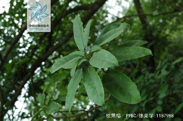  p>枕果榕(学名: i>ficus drupacea /i> thunb.