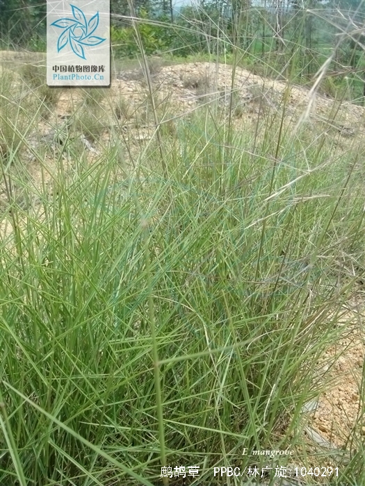  p>鹧鸪草(拉丁学名: i>eriachne pallescens  /i>r. br.