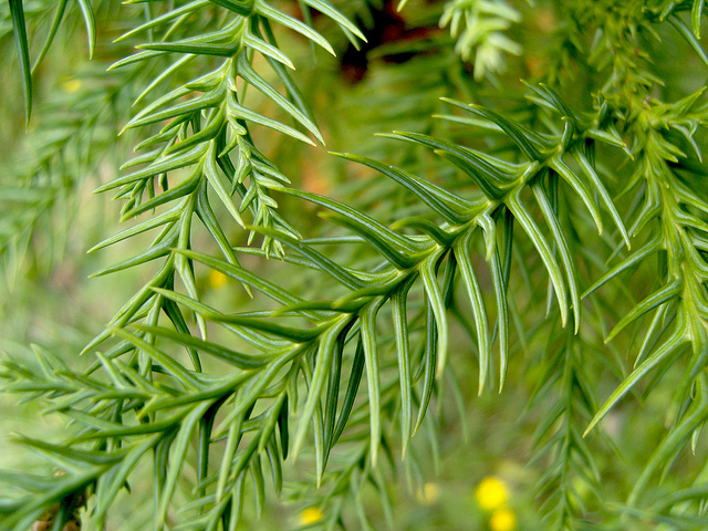  p>孔雀松,松状如绿色孔雀昂首挺立,一松枝向白鹅岭方向屈伸,犹如孔雀