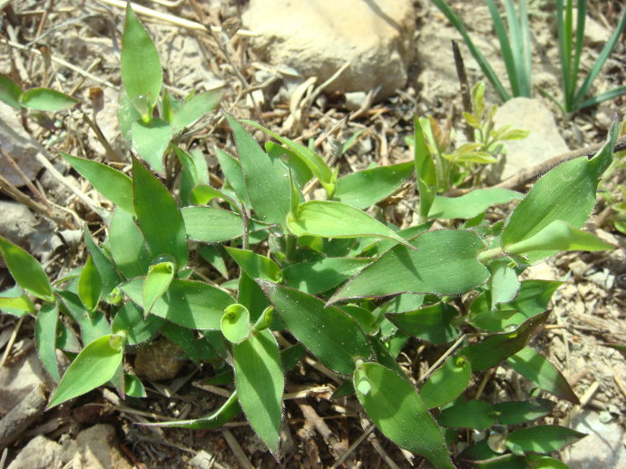 是禾本科,求米草属植物,多年生草本.