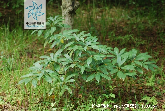 是樟科,润楠属 a target="_blank" href="/item/乔木/33239" data