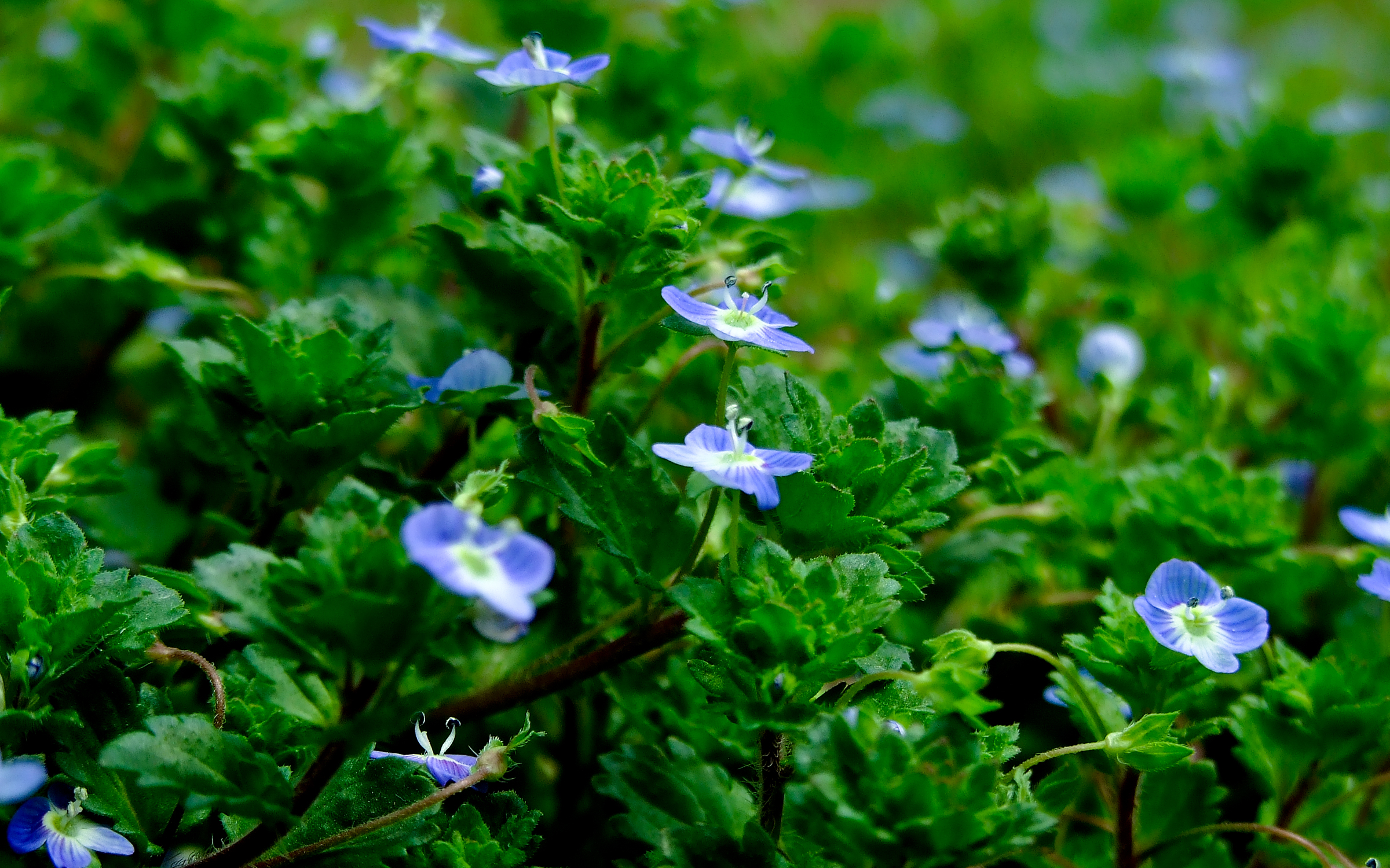veronica persica poir.