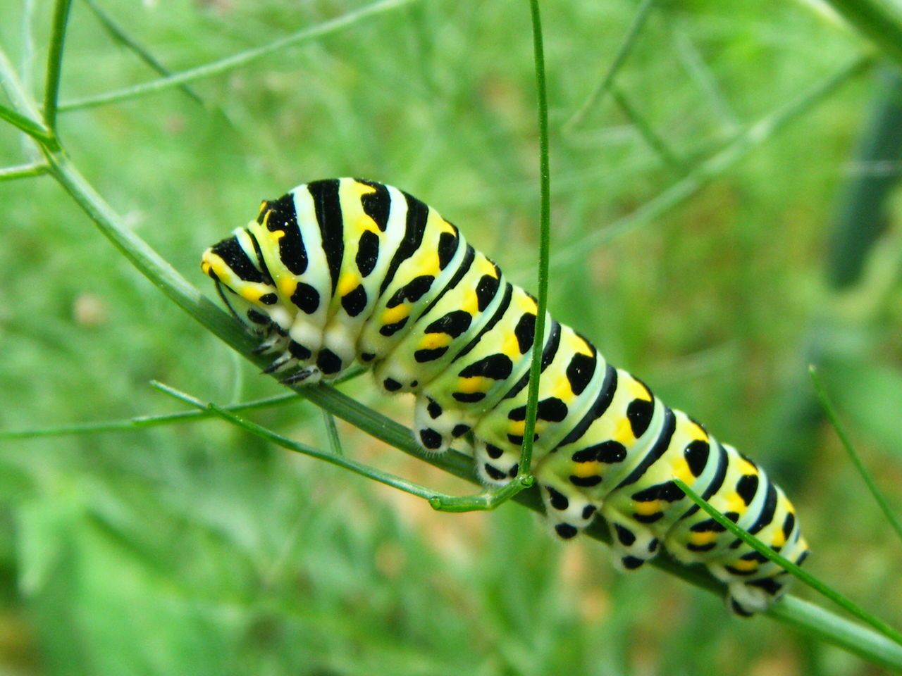  p>金凤蝶, i>papilio machaon /i> linnaeus,又名 a href="#" data