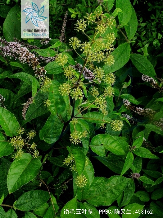  p> b>锈毛五叶参 /b>(学名: i>pentapanax henryi /i>)为五加科五叶