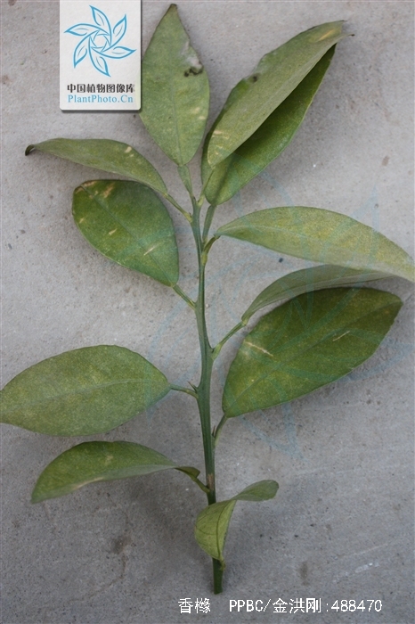  p>香橼(学名: i>citrus medica  /i> l.