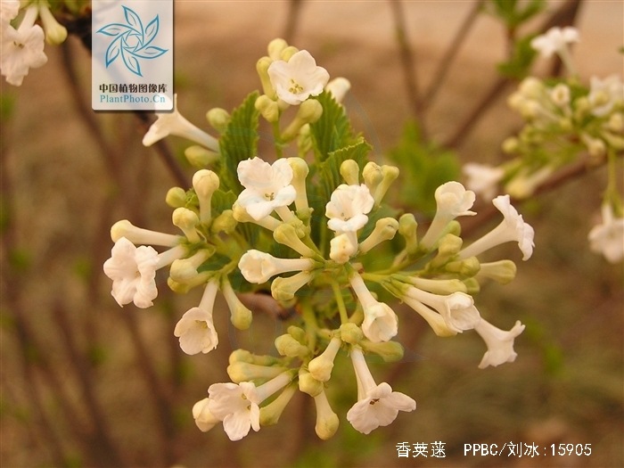  p>香荚蒾(学名: i>viburnum farreri /i> w. t.