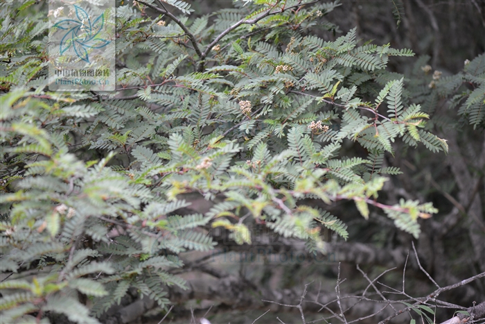  p>川滇花楸(学名:sorbus vilmorinii c. k. schneid.