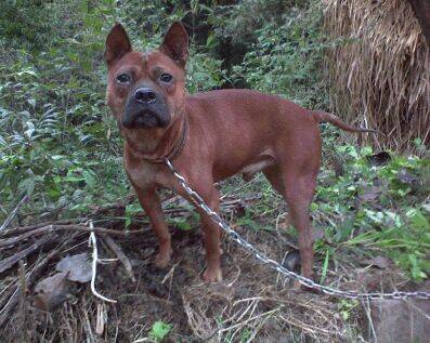  p>山狗又称川东犬,川东猎犬,邻水狗,竹狗,足狗,撵山狗,赶山狗,阴山狗