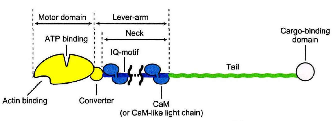  p>肌球蛋白(myosin),又称为肌凝蛋白,是 a target="_blank" href="