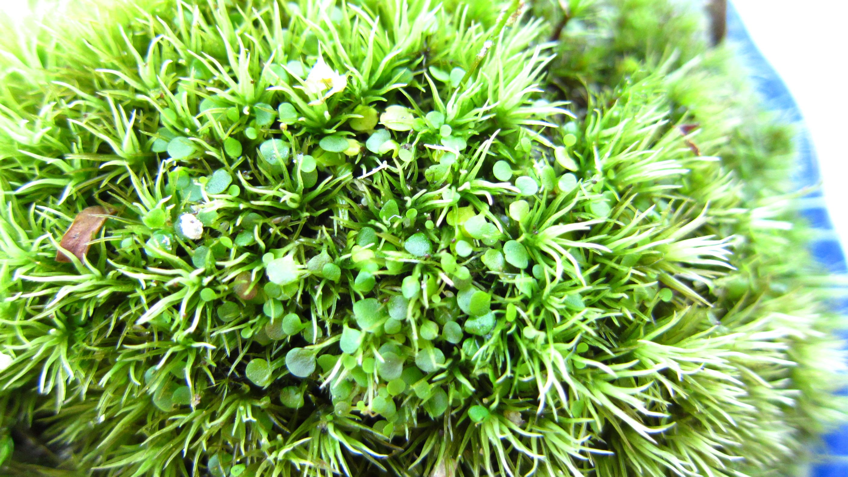  p>双鳞片狸藻( a target="_blank" href="/item/学名/8074290" data