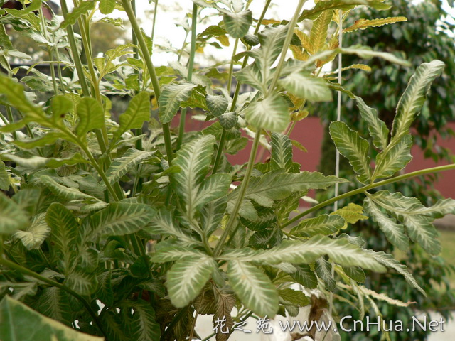  p>凤尾蕨(学名: i>pteris cretica l. var. nervosa /i>  (thunb.