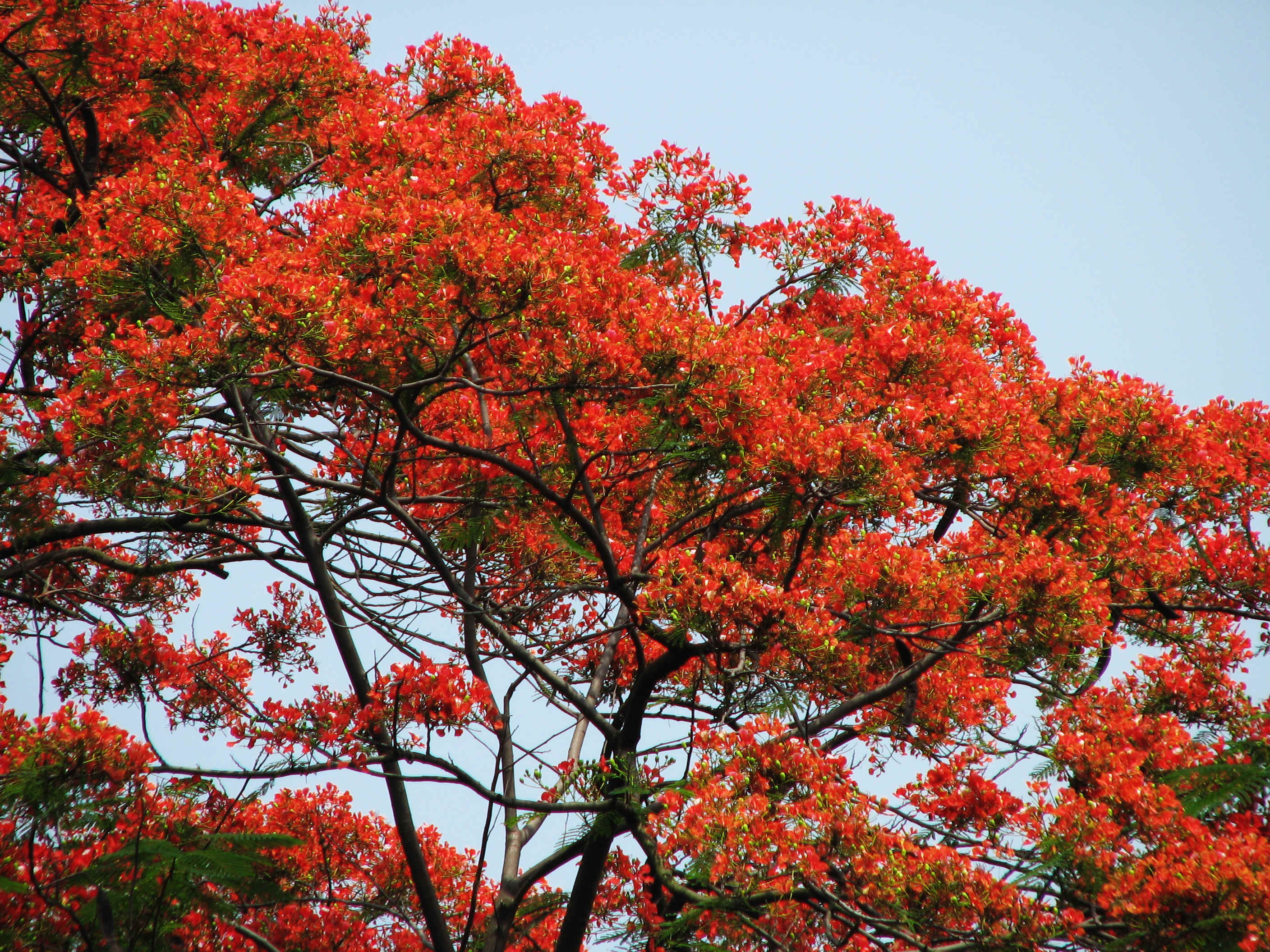  p>凤凰木(delonix regia),取名于"叶如飞凰之羽,花若丹凤之冠",别名