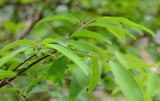  p data-id="tzpwc9oof60p">黄牛木( i>cratoxylum cochinchinense /i