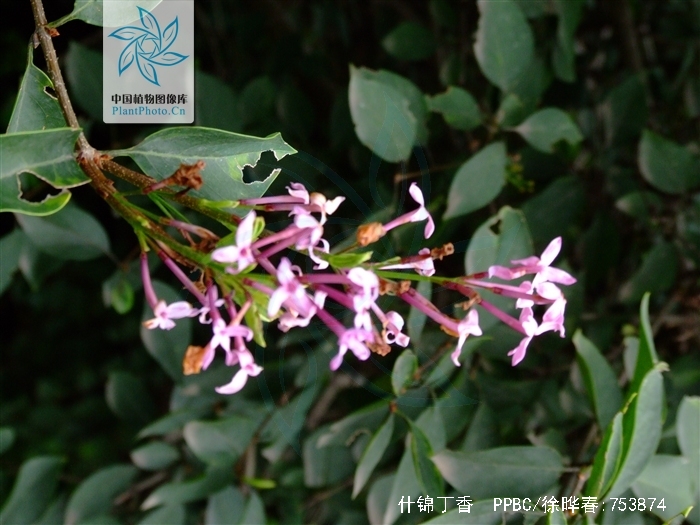 p>什锦丁香(学名 i>syringa/i i>chinensis/i willd.