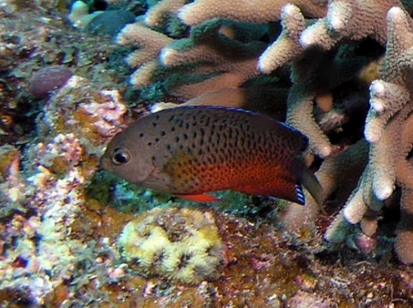  p>铁红刺尻鱼,又称銹色棘蝶鱼,红奇刺尻鱼, a target="_blank" href=