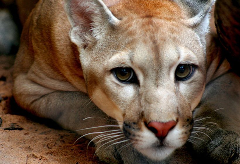jindi5e">美洲狮(学名: i>puma concolor /i>):猫科,美洲金猫属的动物