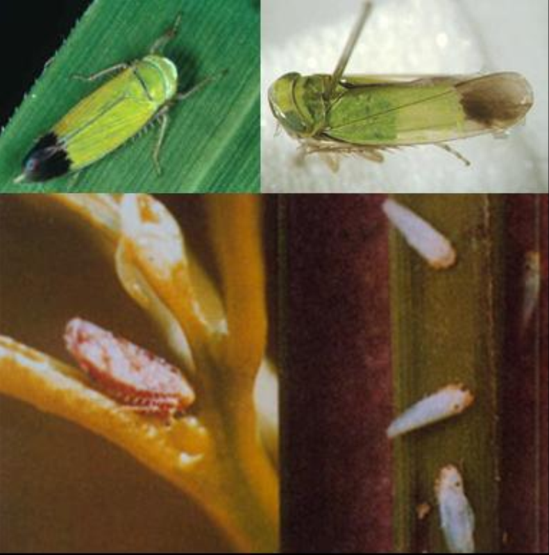  p>禾谷缢管蚜, i>rhopalosiphum padi /i>,为半翅目蚜科缢管蚜属的一