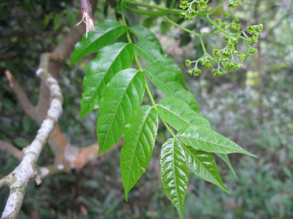  p>苦木科指的是绿色植物亚界,轮藻总门,木贼门(有胚植物门),木贼亚门